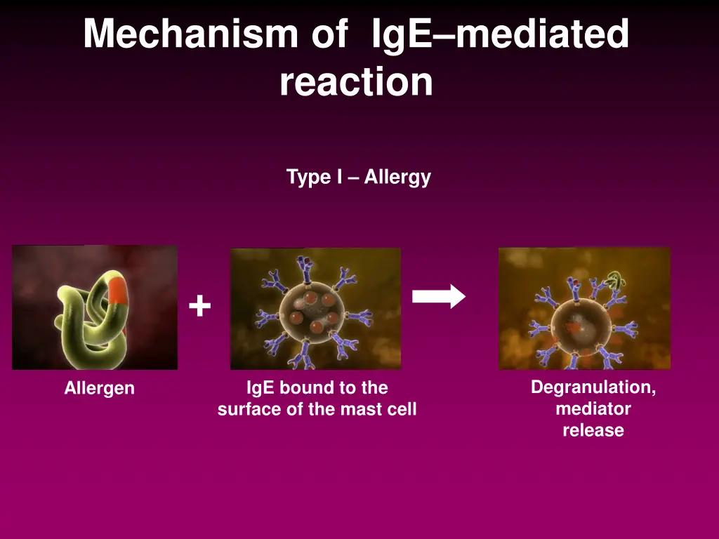 mechanism of ige mediated reaction