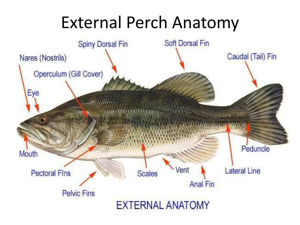 external perch anatomy