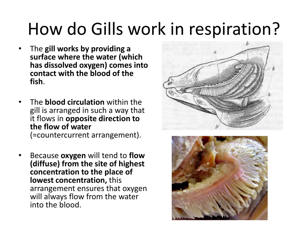 how do gills work in respiration