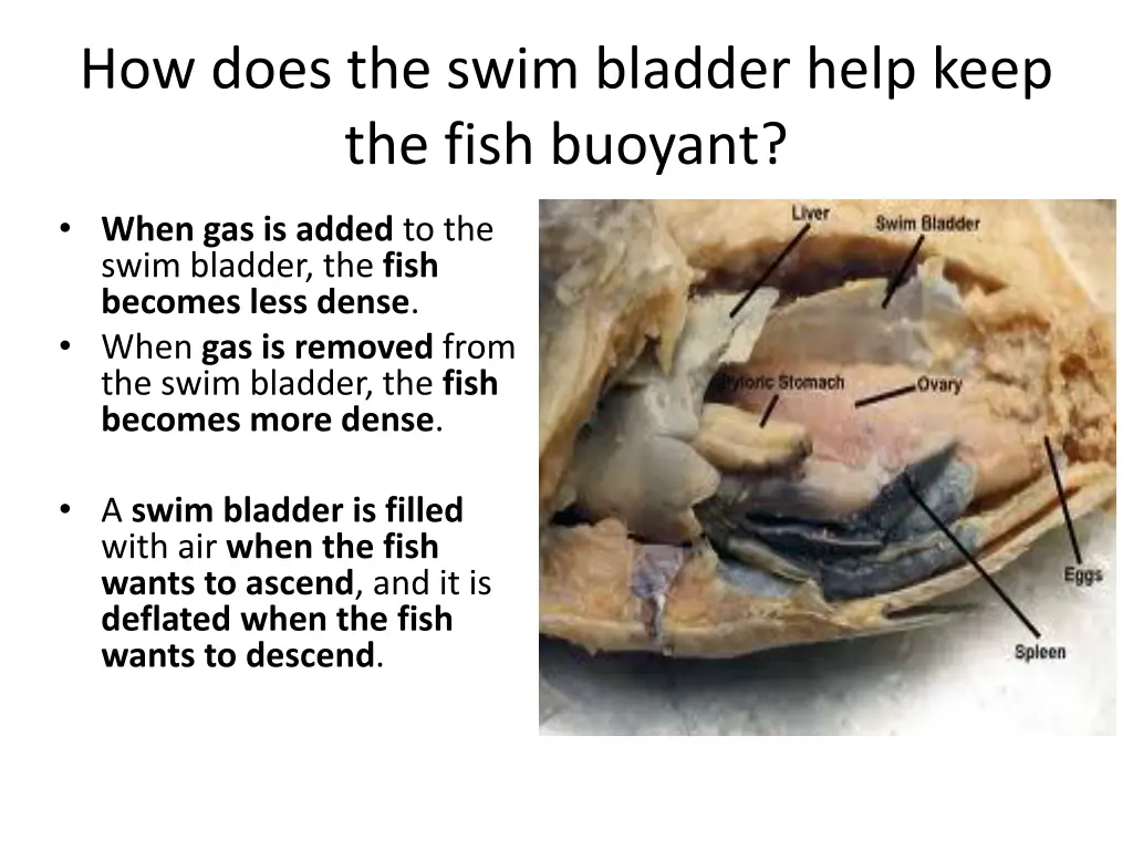 how does the swim bladder help keep the fish