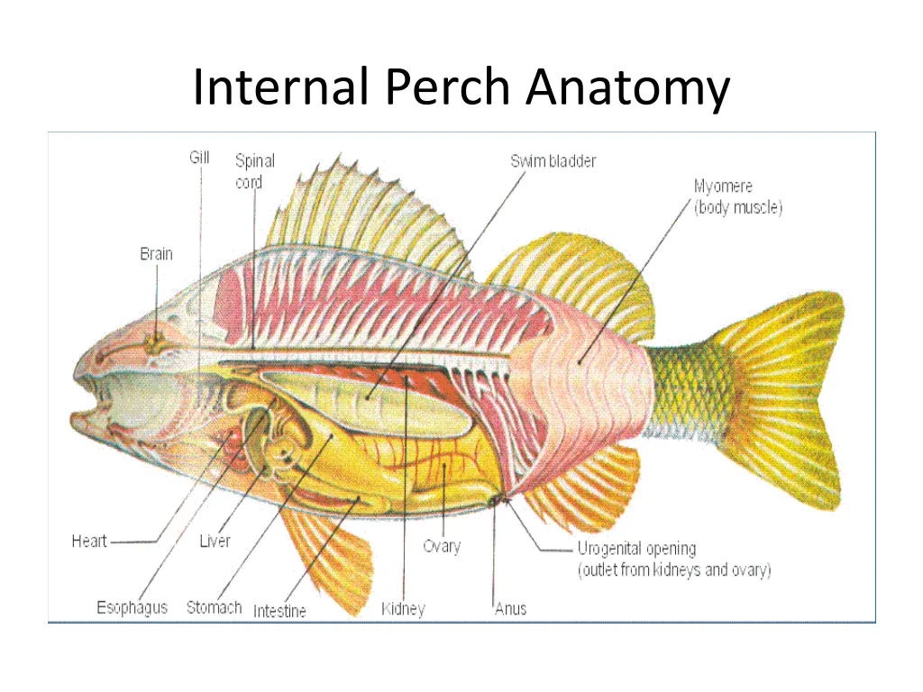 internal perch anatomy