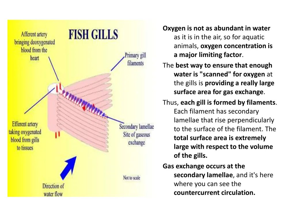 oxygen is not as abundant in water