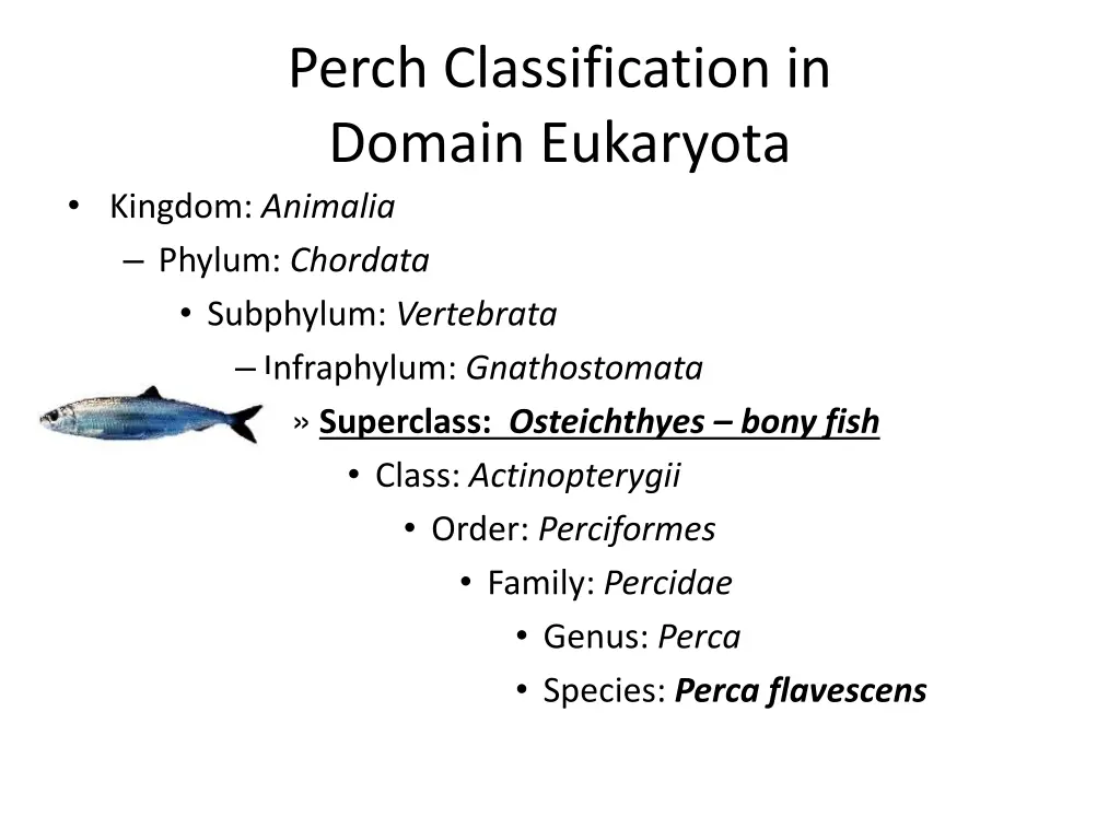 perch classification in domain eukaryota kingdom