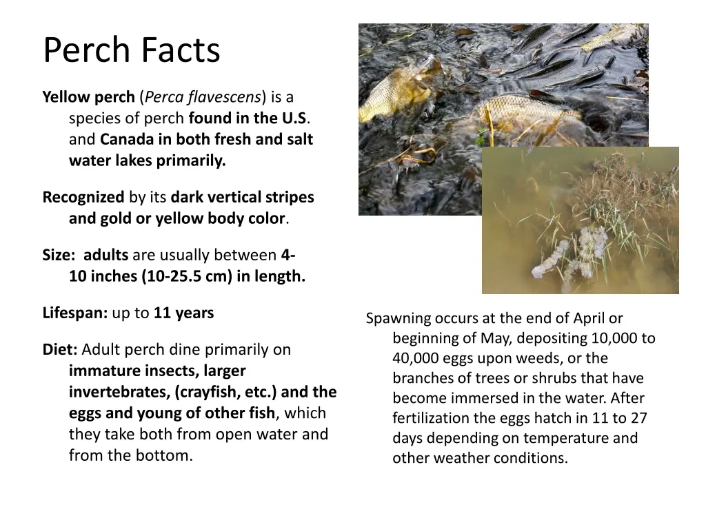 perch facts