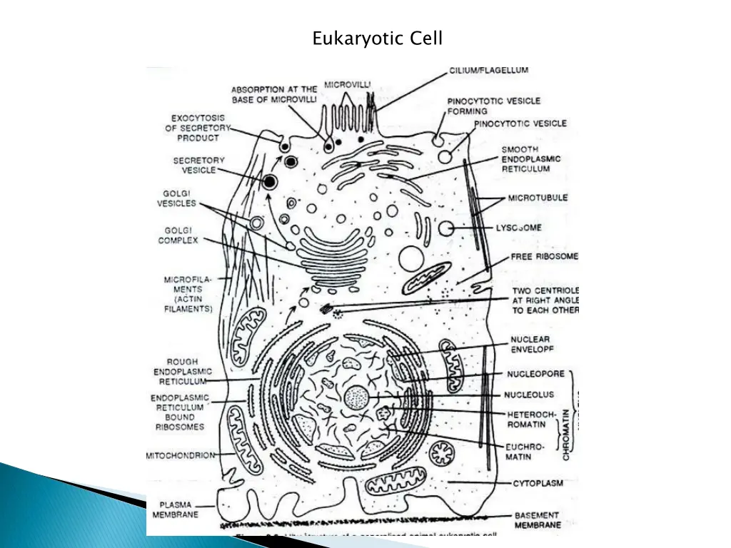 eukaryotic cell