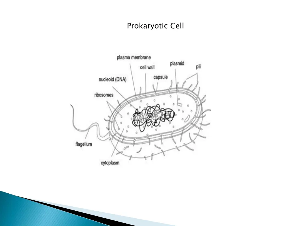 prokaryotic cell