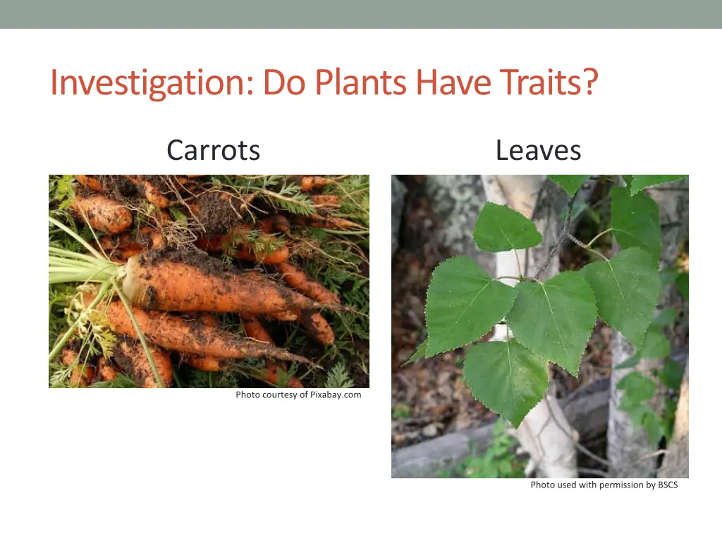 investigation do plants have traits 2