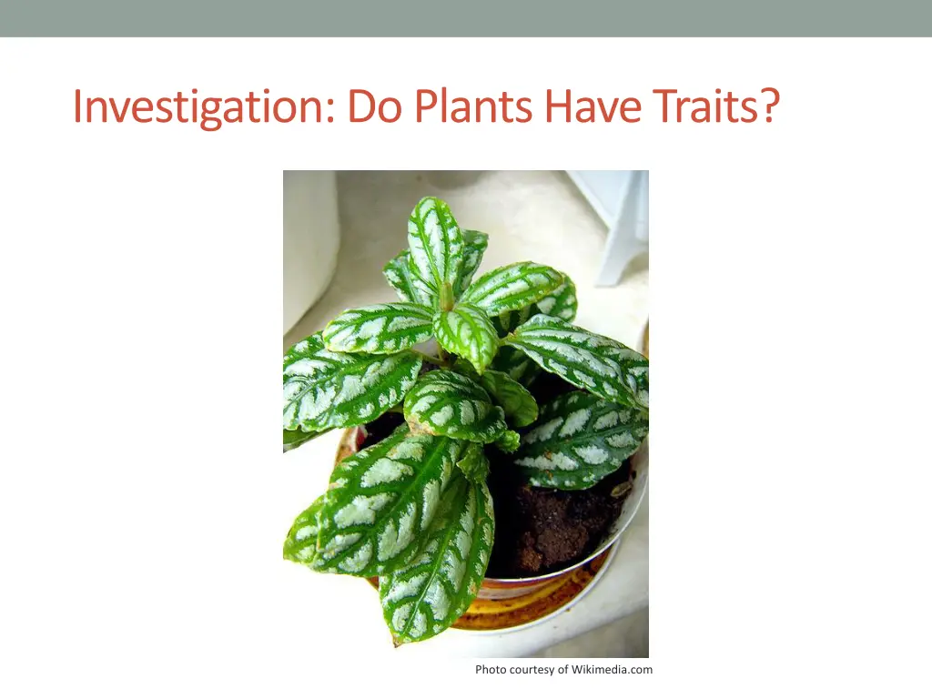 investigation do plants have traits