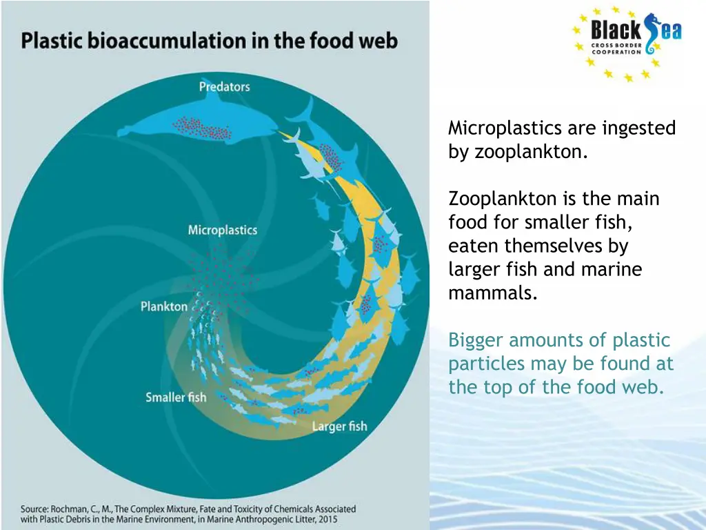 microplastics are ingested by zooplankton