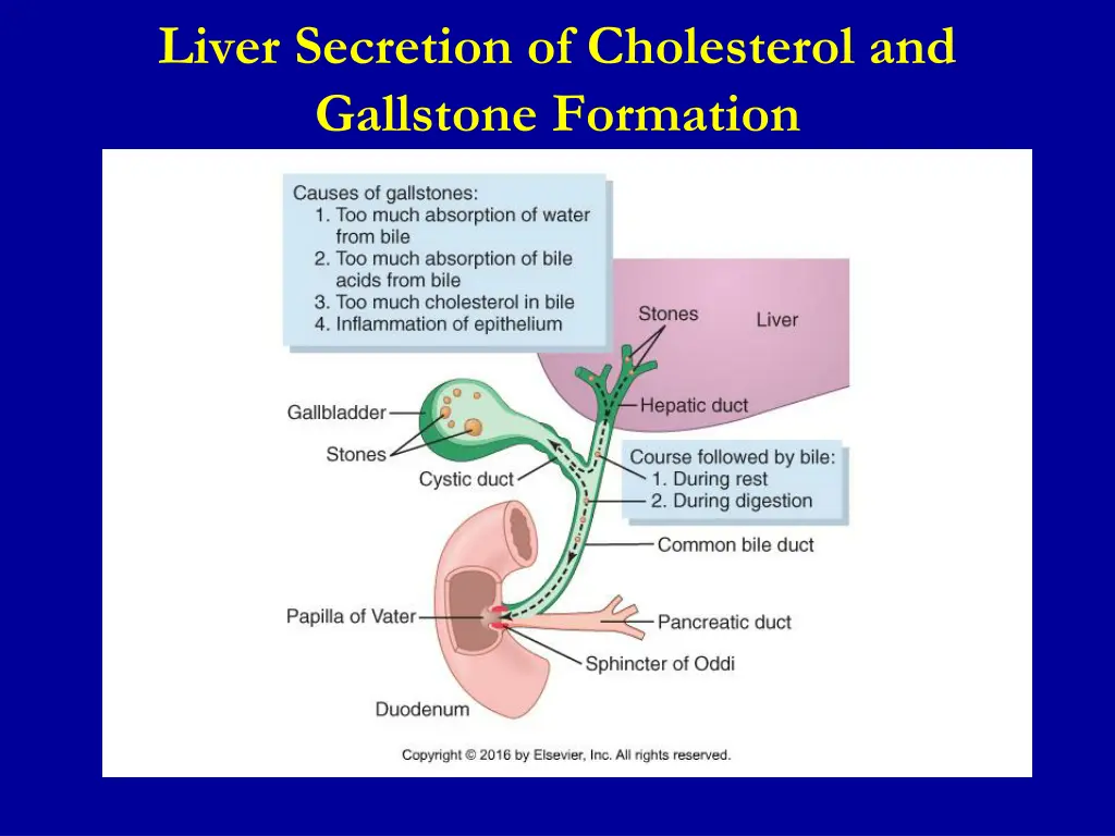 liver secretion of cholesterol and gallstone 1