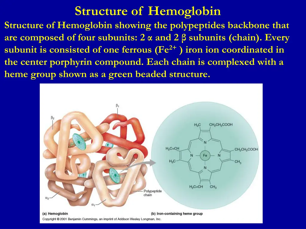 structure of hemoglobin