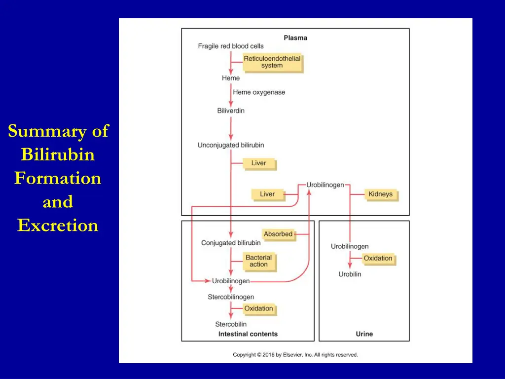 summary of bilirubin formation and excretion