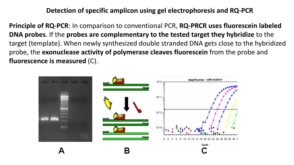 detection of specific amplicon using