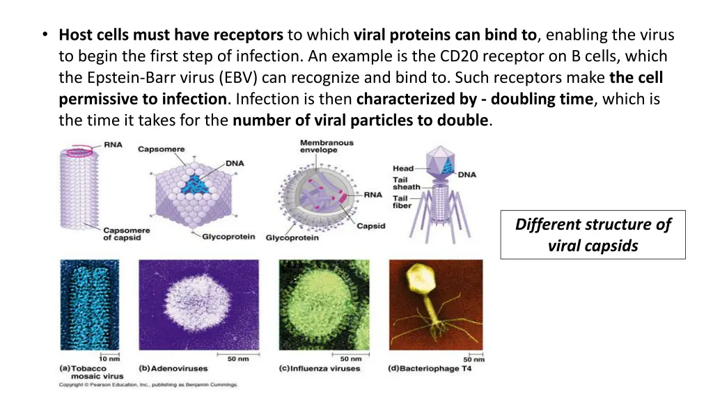 host cells must have receptors to which viral