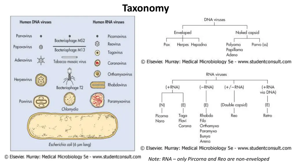 taxonomy