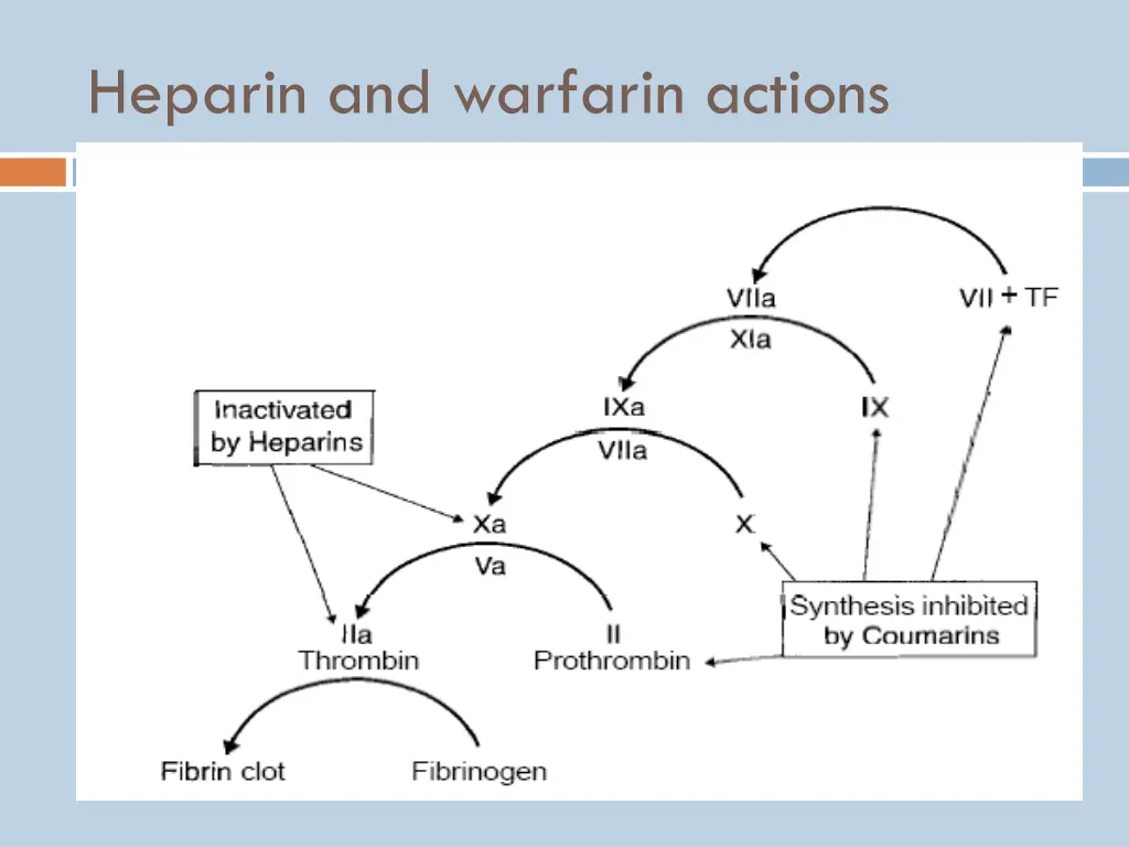 heparin and warfarin actions