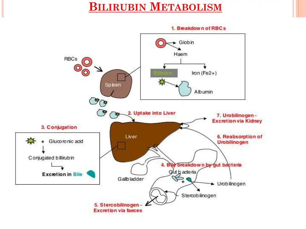 b ilirubin m etabolism