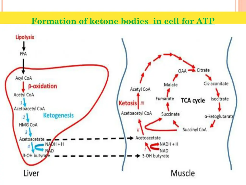 formation of ketone bodies in cell for atp