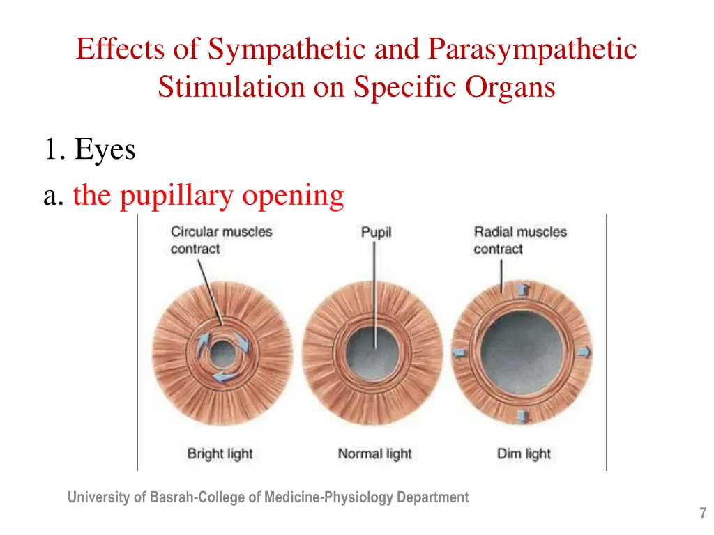 effects of sympathetic and parasympathetic