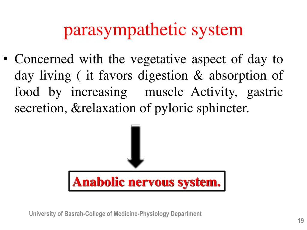 parasympathetic system