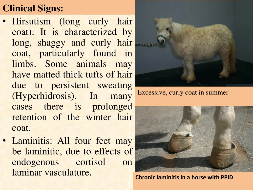 clinical signs hirsutism long curly hair coat