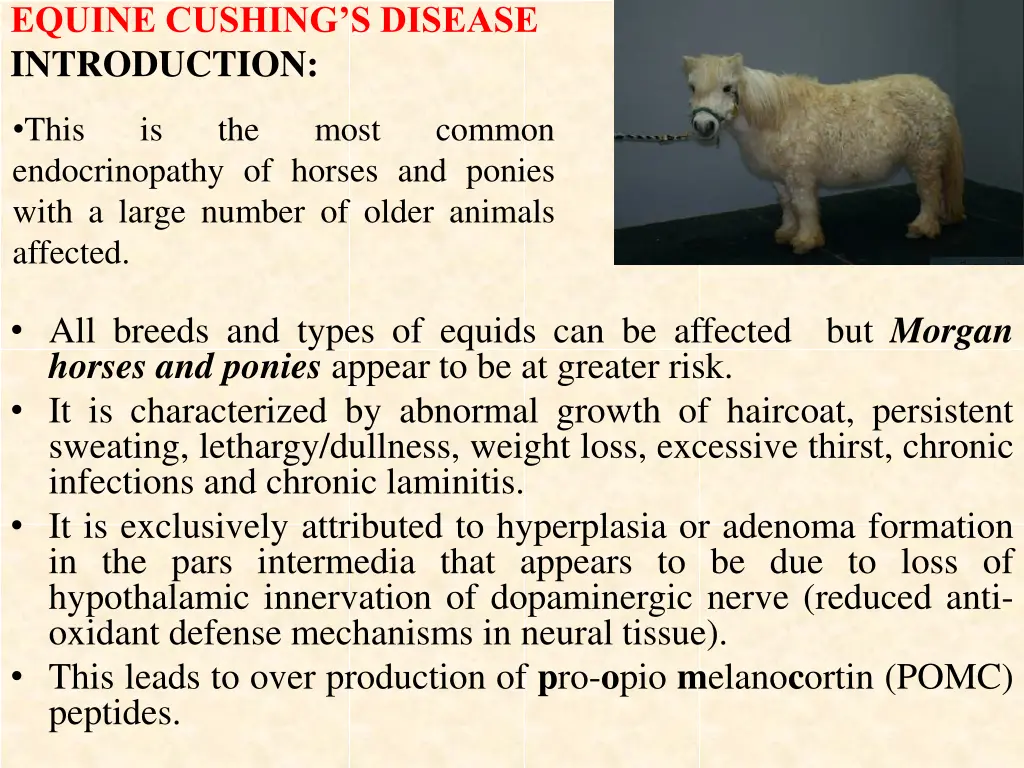 equine cushing s disease introduction