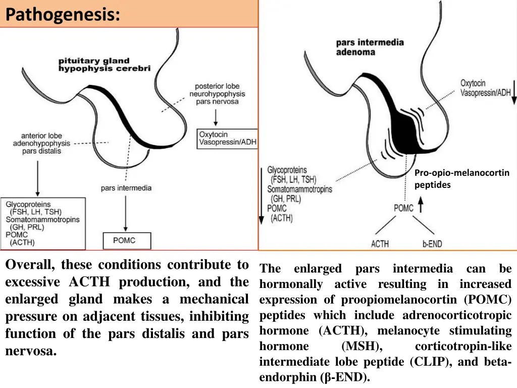 pathogenesis