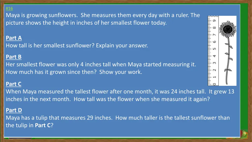 16 maya is growing sunflowers she measures them