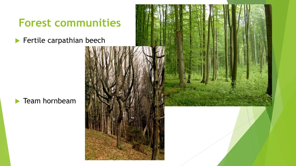 forest communities