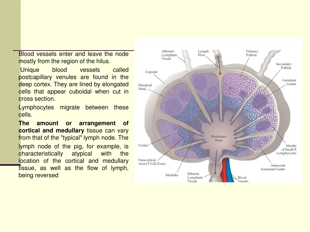 blood vessels enter and leave the node mostly