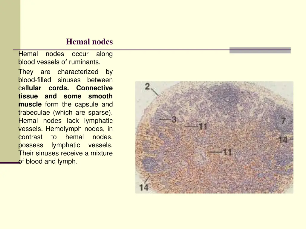 hemal nodes occur