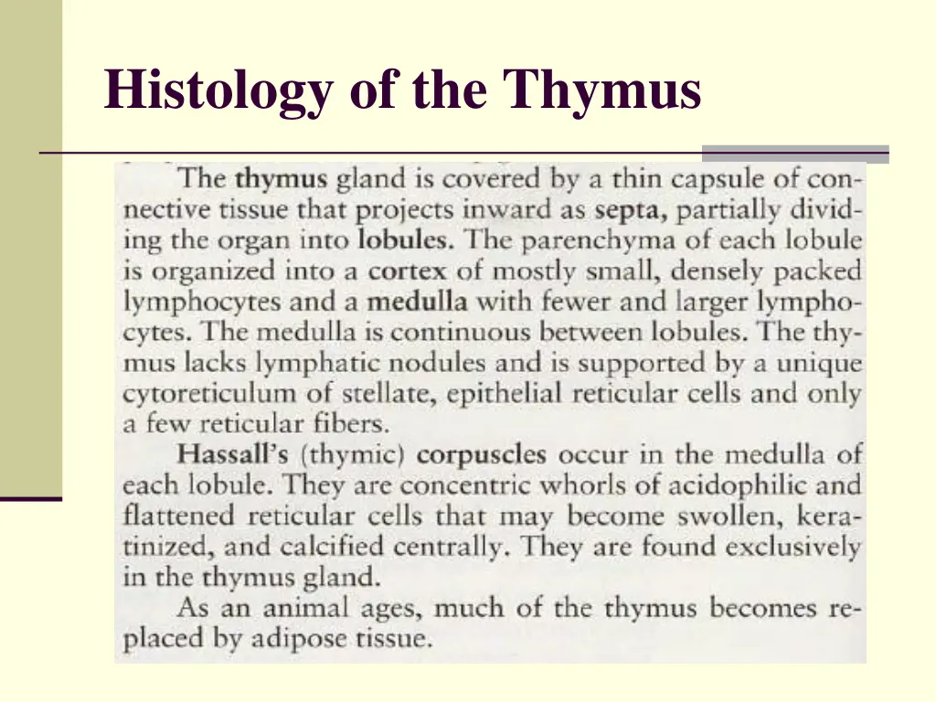 histology of the thymus