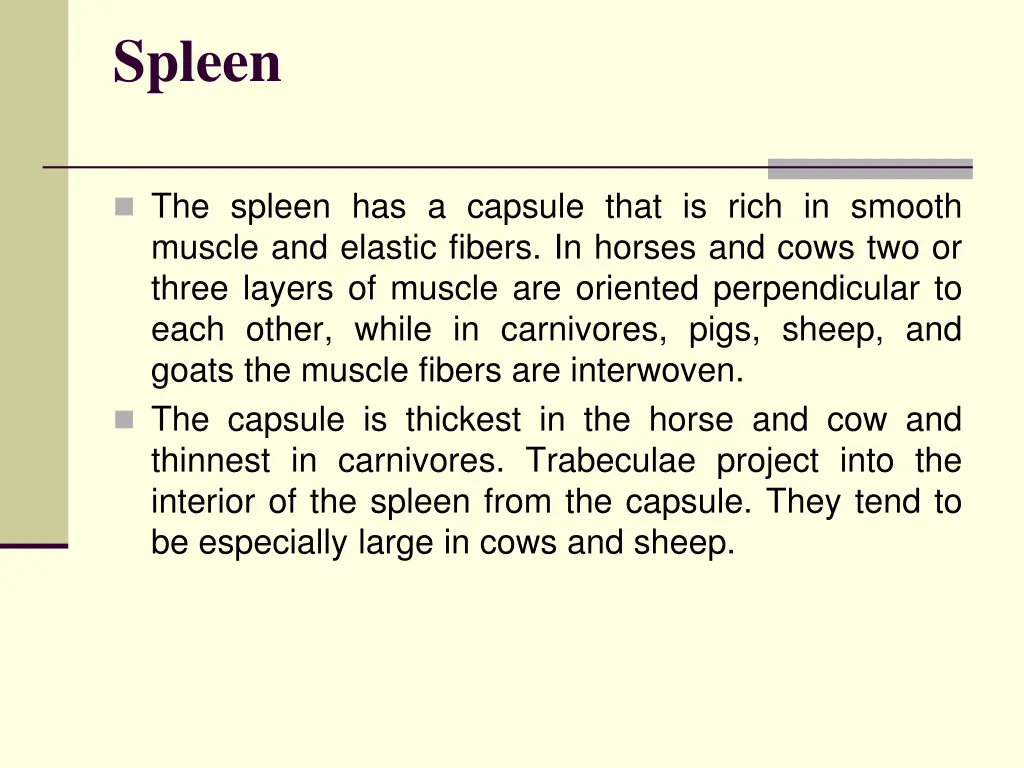 spleen