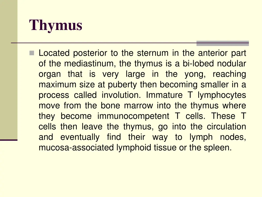 thymus