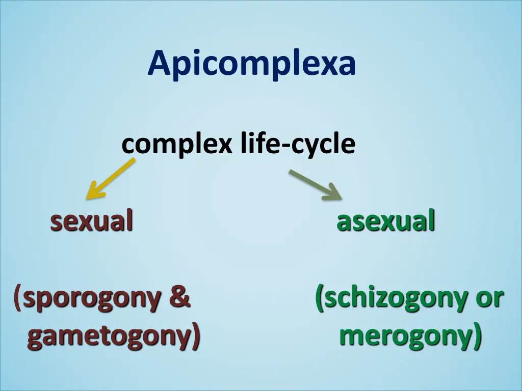 apicomplexa 2