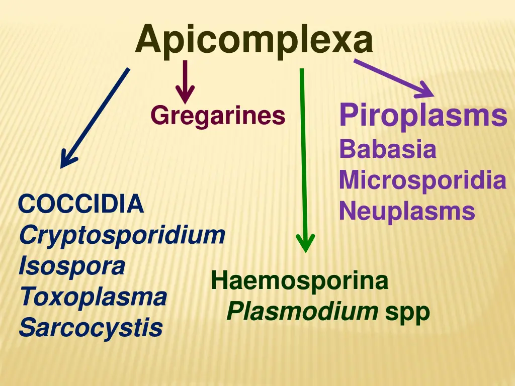 apicomplexa 3