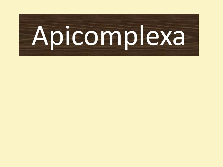 apicomplexa