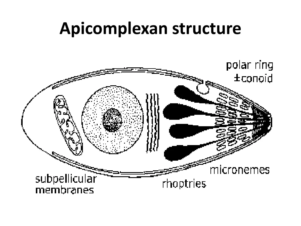 apicomplexan structure