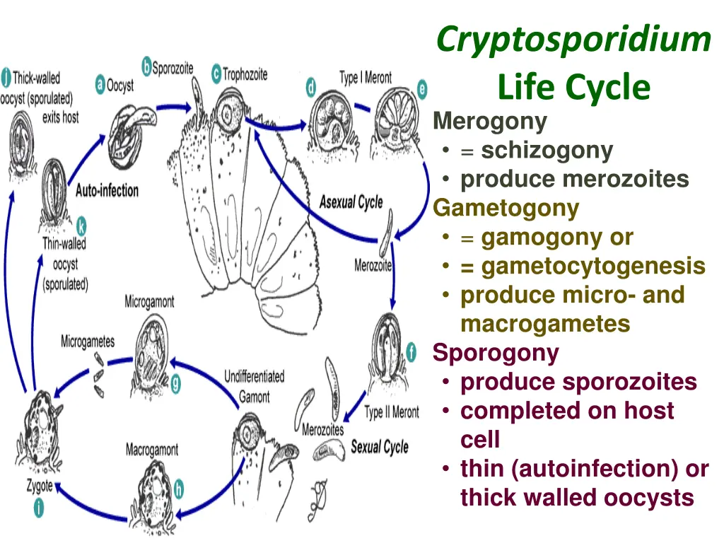 cryptosporidium life cycle merogony schizogony