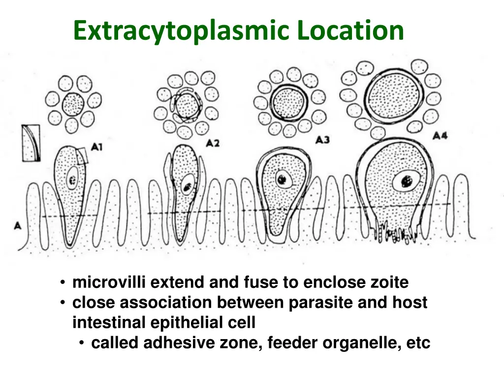 extracytoplasmic location