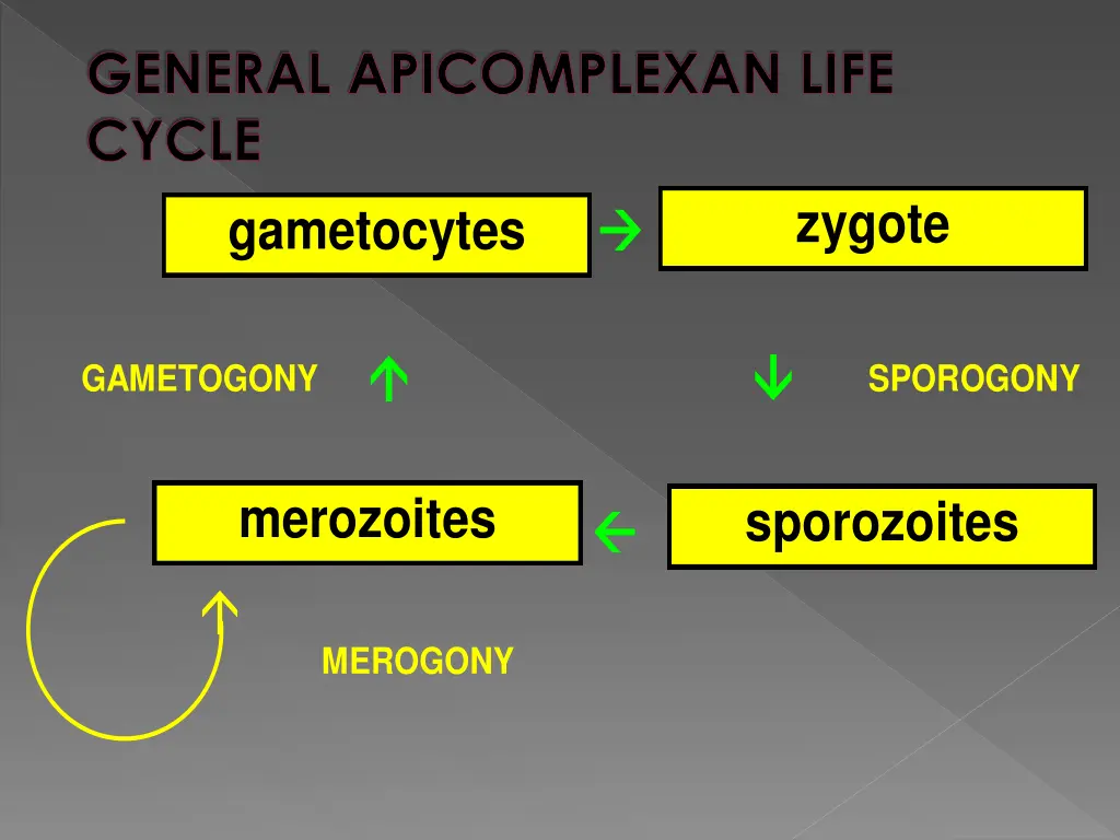 general apicomplexan life cycle gametocytes