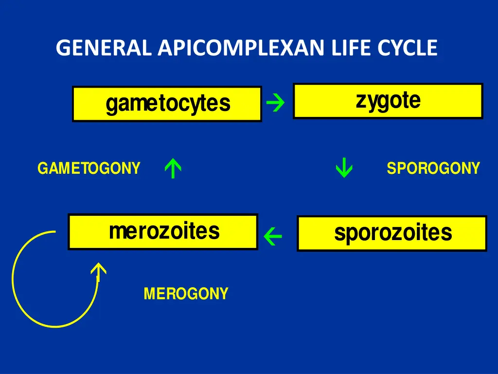 general apicomplexan life cycle