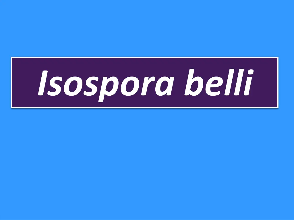 isospora belli