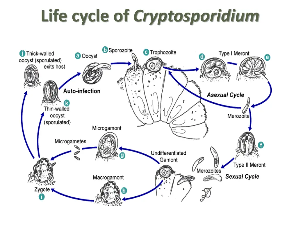 life cycle of cryptosporidium