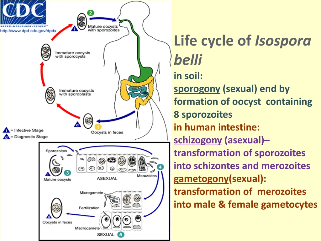 life cycle of isospora belli in soil sporogony