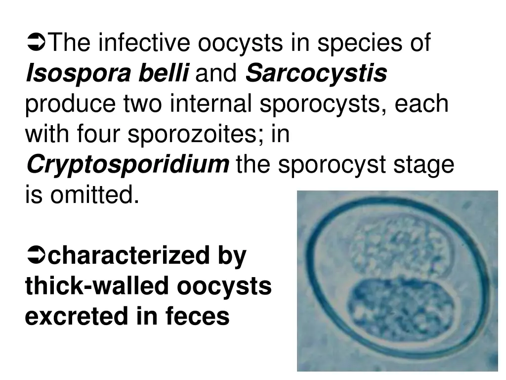 the infective oocysts in species of isospora