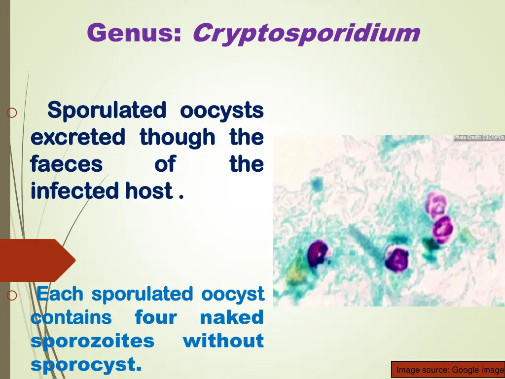 genus cryptosporidium 3