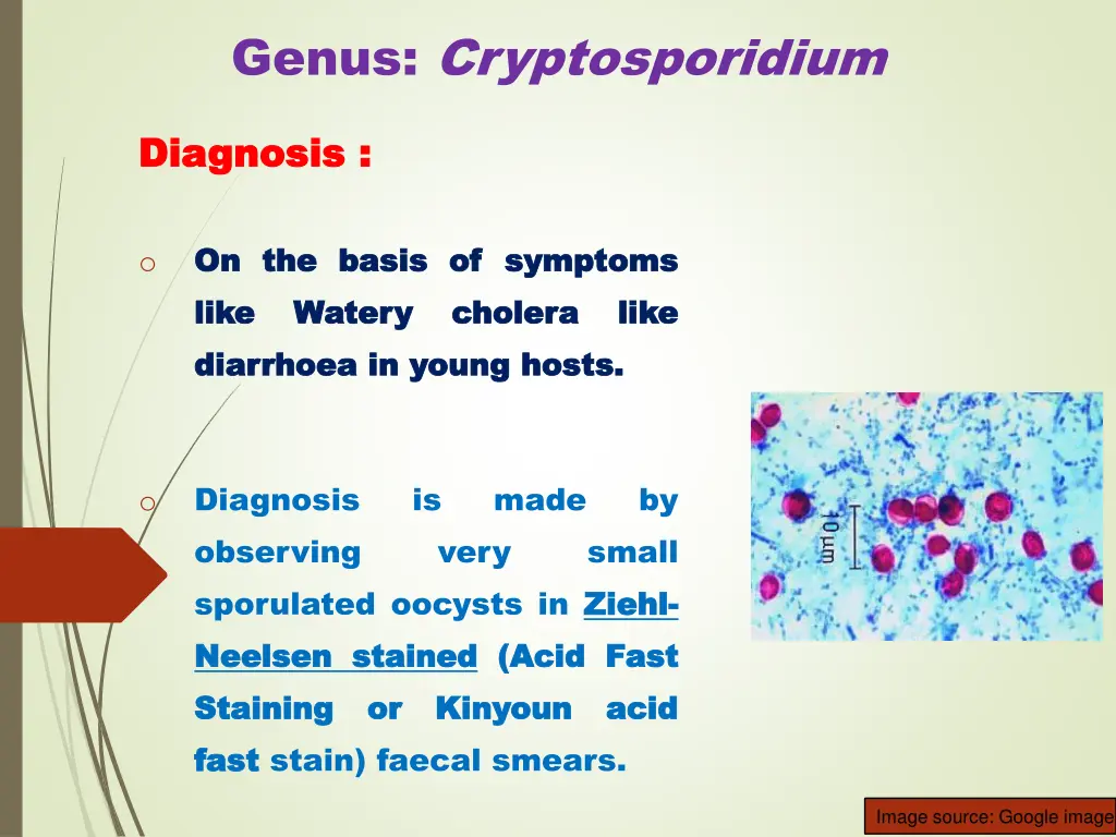 genus cryptosporidium 6