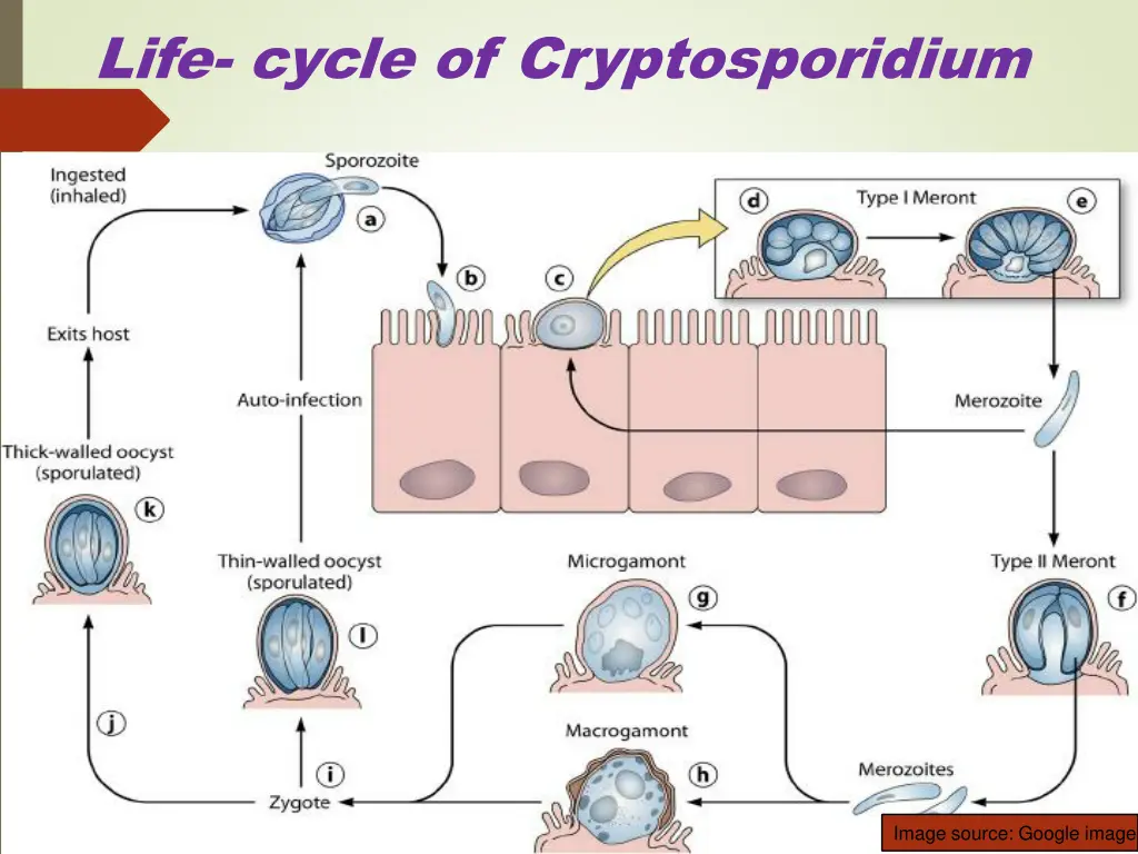 life cycle of cryptosporidium