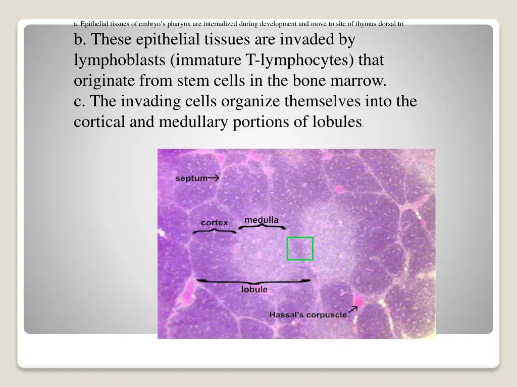 a epithelial tissues of embryo s pharynx